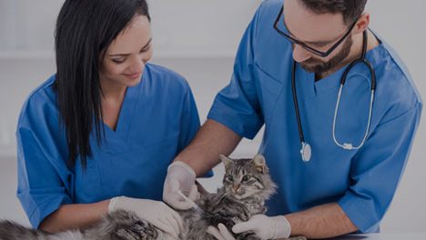Assurance Multirisques Vétérinaires MEA